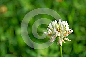 Photography of white clover Trifolium repen photo